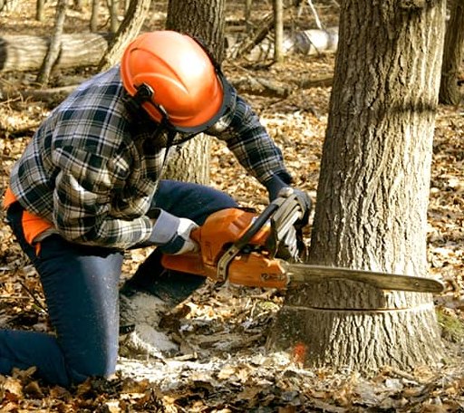 Tree Removal in La Rue, OH